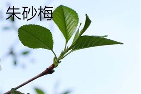 朱砂梅與骨里紅梅的區別