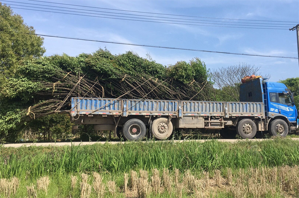 15公分移栽嫁接紅梅樹岀貨