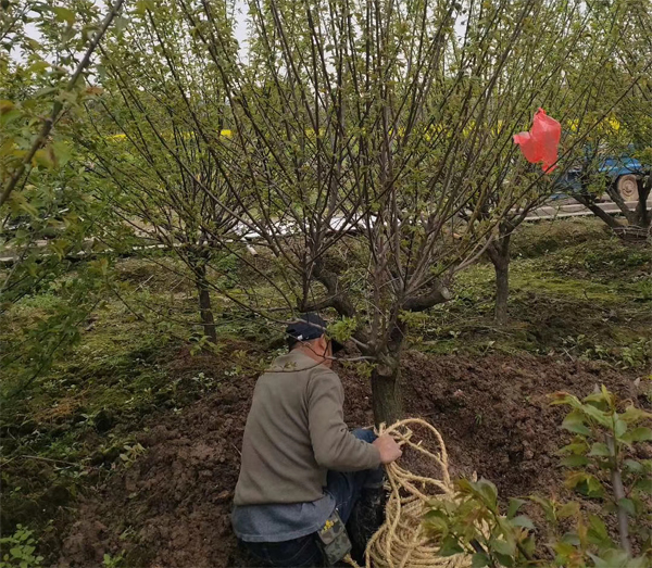 15公分移栽嫁接紅梅樹岀貨